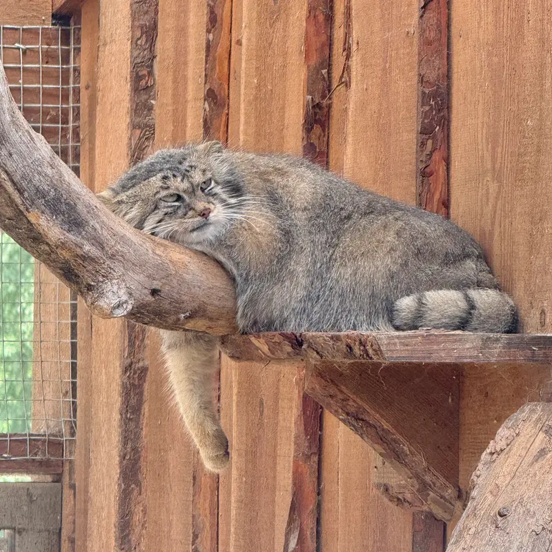 A photograph of Altani in Tallinn Zoo