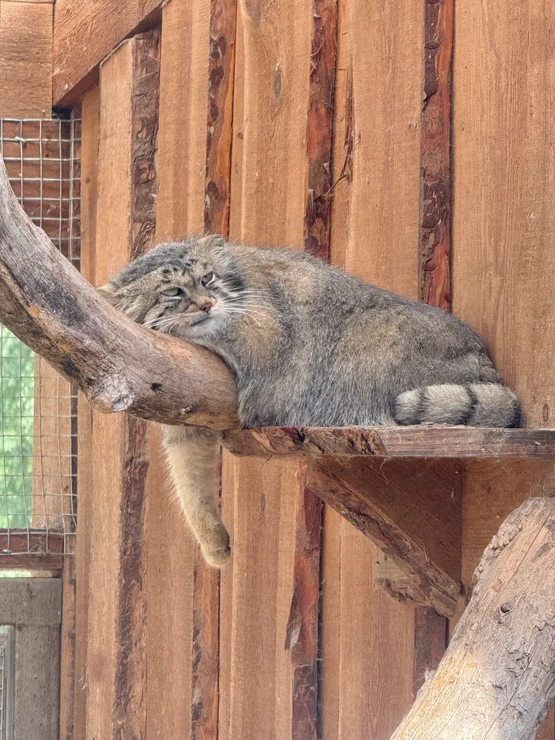 A photograph of Altani in Tallinn Zoo