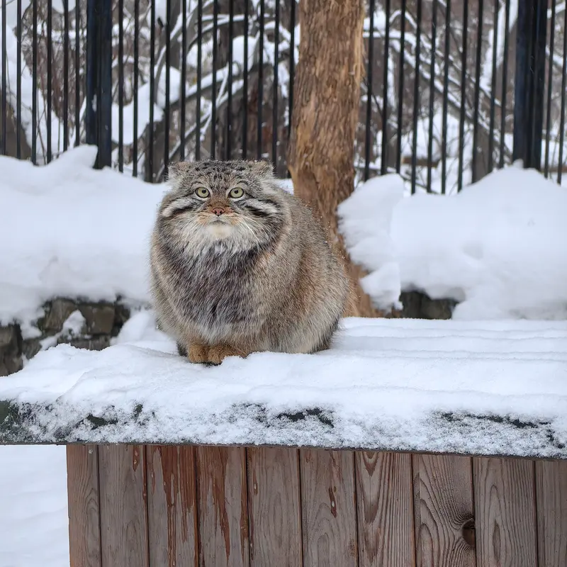 A photograph of Son of Eve 2023 Ⅳ in Novosibirsk Zoo
