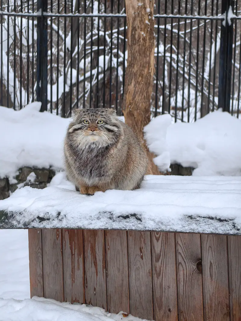 A photograph of Son of Eve 2023 Ⅳ in Novosibirsk Zoo
