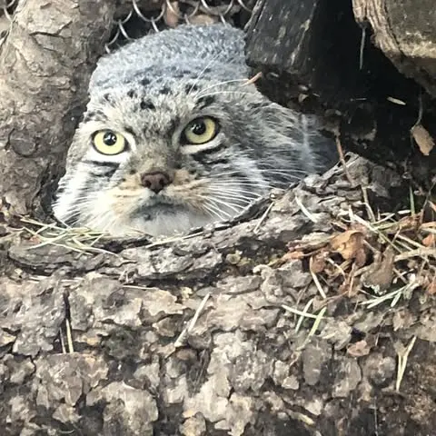 A photograph of Bo in Cheyenne Mountain Zoo