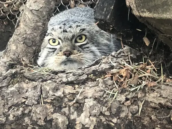 A photograph of Bo in Cheyenne Mountain Zoo