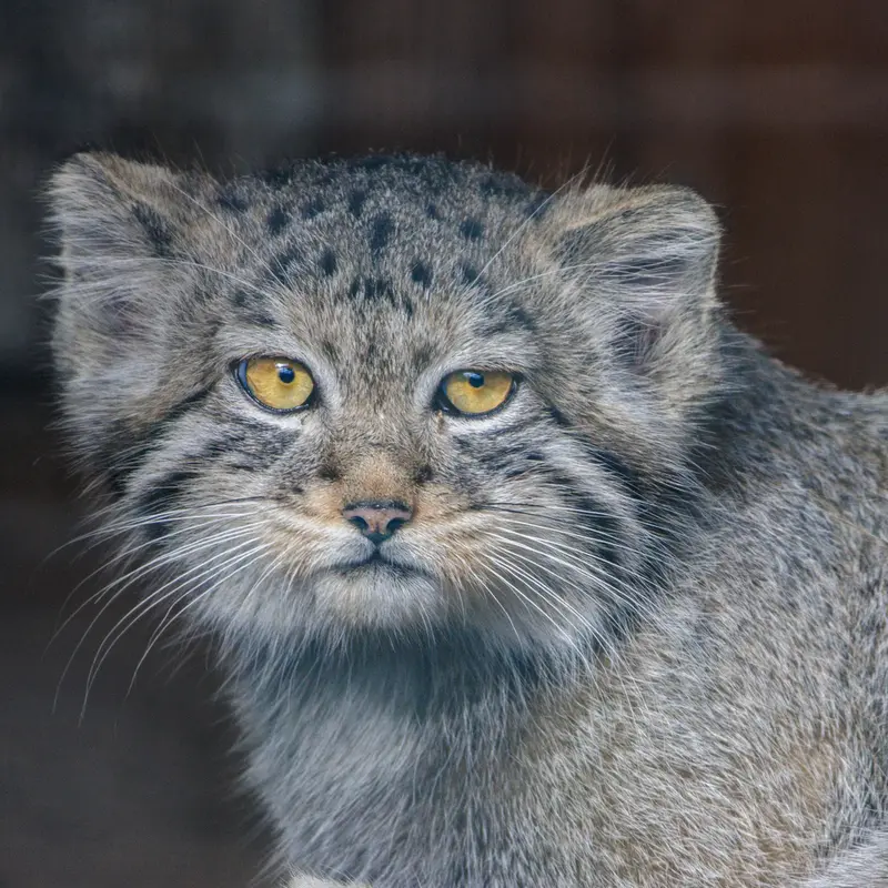 A photograph of Aksa in Leningrad zoo