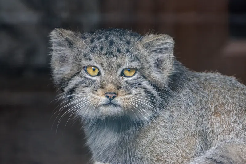 A photograph of Aksa in Leningrad zoo