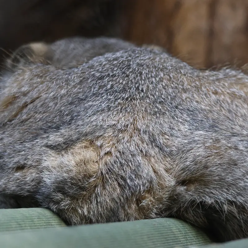 A photograph of George in Novosibirsk Zoo