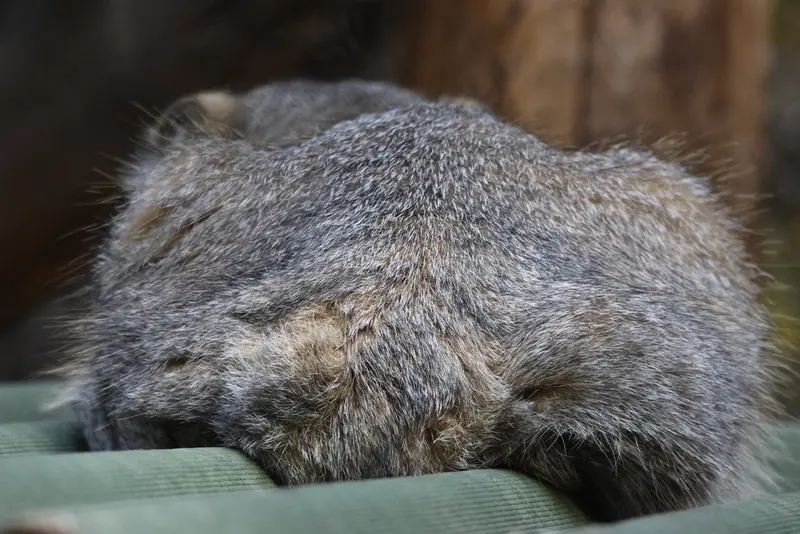 A photograph of George in Novosibirsk Zoo