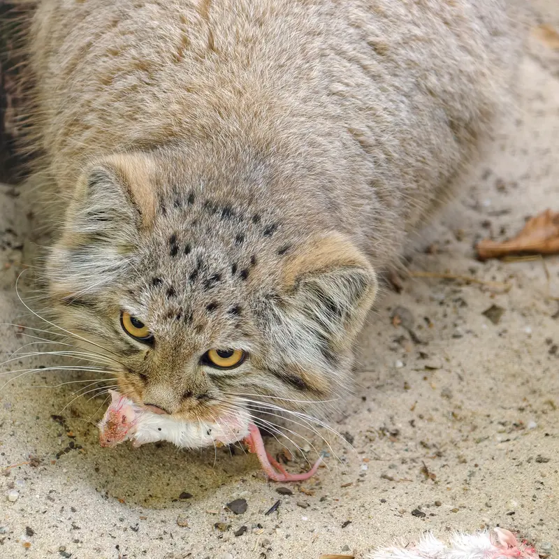 A photograph of Kitten of Alani b.2026 Ⅱ in Košice Zoo