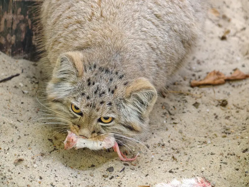 A photograph of Kitten of Alani b.2026 Ⅱ in Košice Zoo