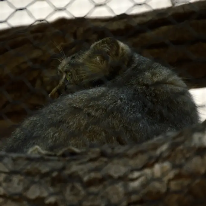 A photograph of Tashi in Great Plains Zoo