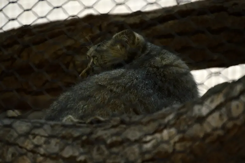 A photograph of Tashi in Great Plains Zoo