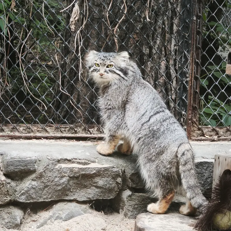 A photograph of Ruf in Novosibirsk Zoo
