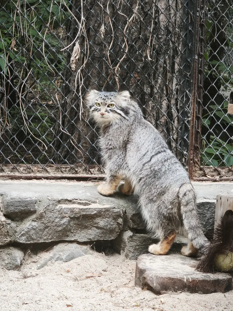 A photograph of Ruf in Novosibirsk Zoo