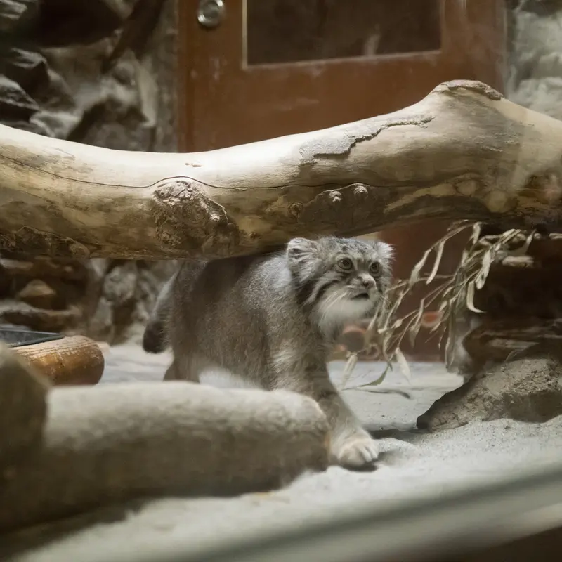 A photograph of Klyon in Ueno Zoological Gardens