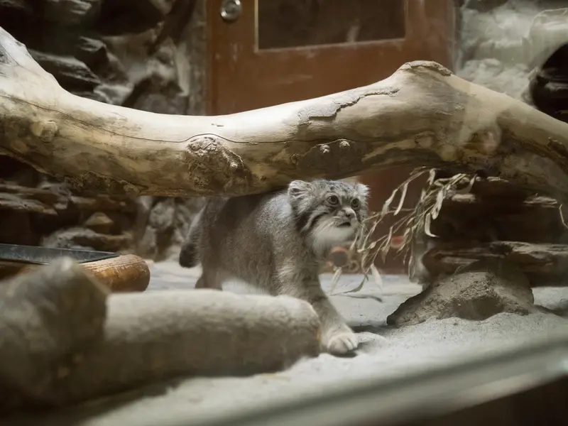 A photograph of Klyon in Ueno Zoological Gardens
