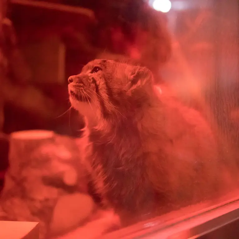 A photograph of Naim in Ueno Zoological Gardens
