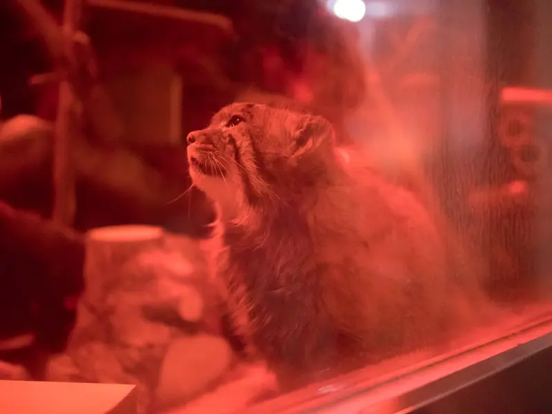 A photograph of Naim in Ueno Zoological Gardens