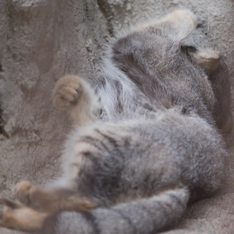 A photograph of Figa in Nogeyama Zoo