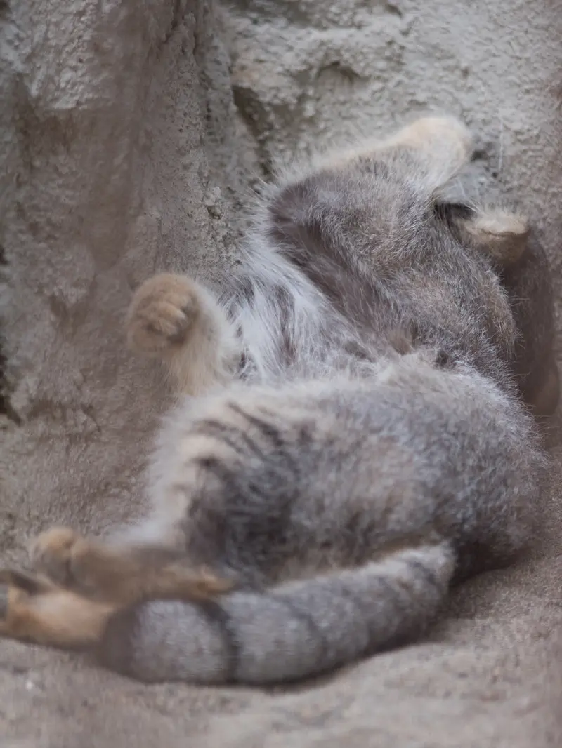 A photograph of Figa in Nogeyama Zoo
