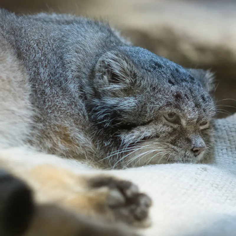 A photograph of Klyon in Ueno Zoological Gardens