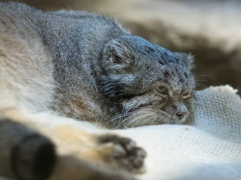 A photograph of Klyon in Ueno Zoological Gardens