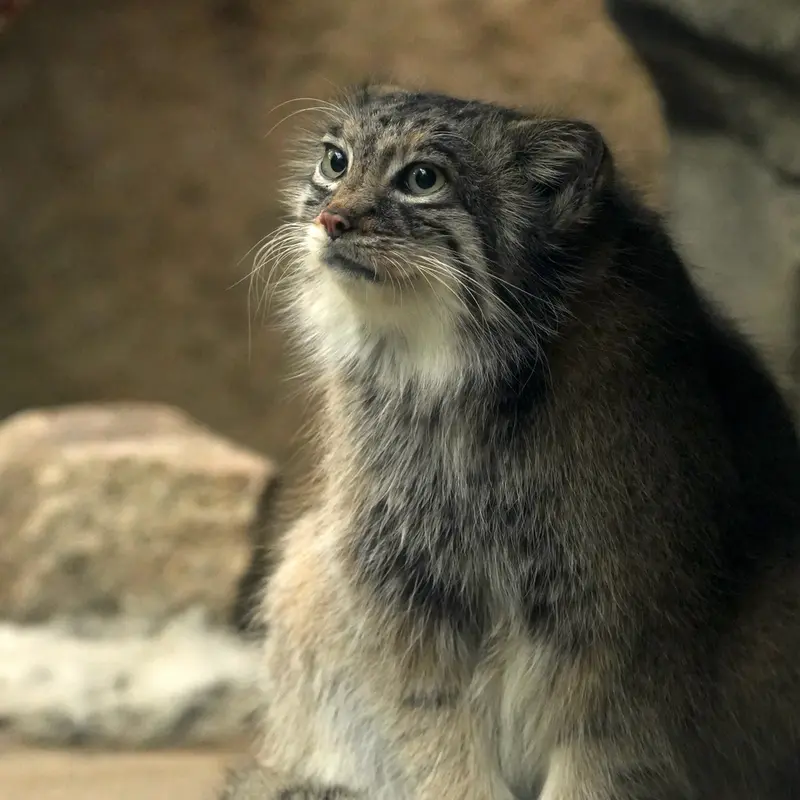 A photograph of Az in Kobe Animal Kingdom