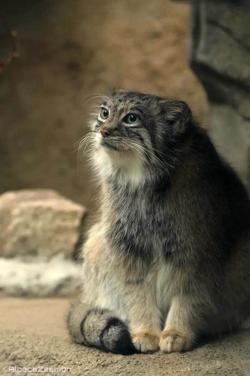 A photograph of Az in Kobe Animal Kingdom