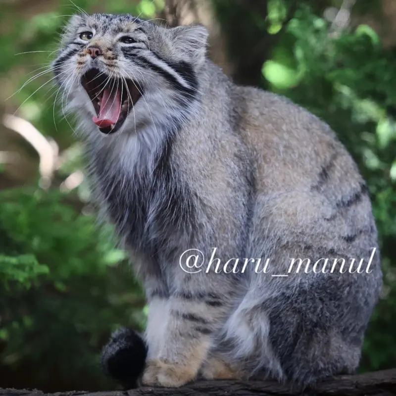 A photograph of Nagomu in Nasu Animal Kingdom
