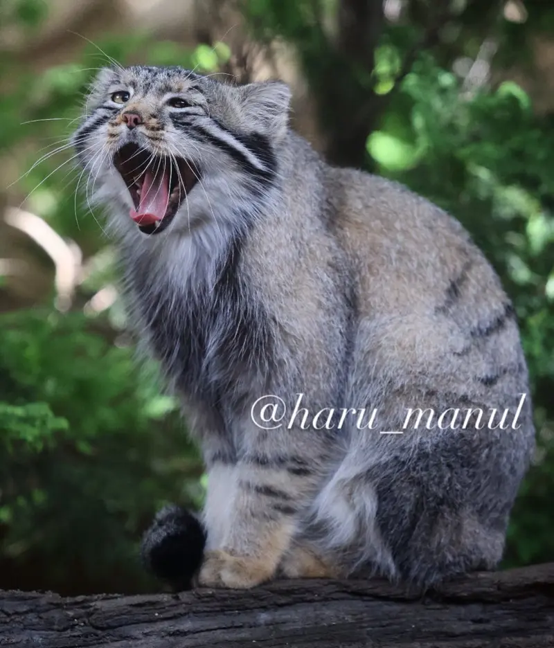 A photograph of Nagomu in Nasu Animal Kingdom