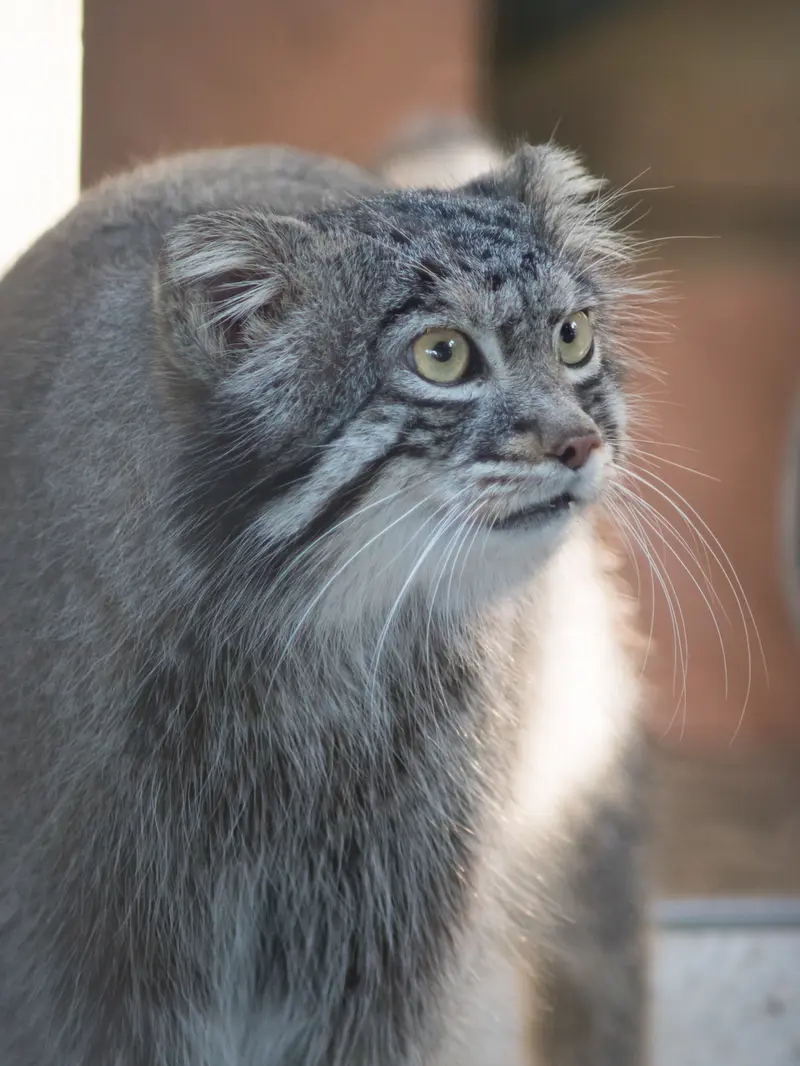 A photograph of Figa in Nogeyama Zoo