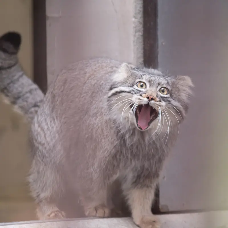 A photograph of Figa in Nogeyama Zoo