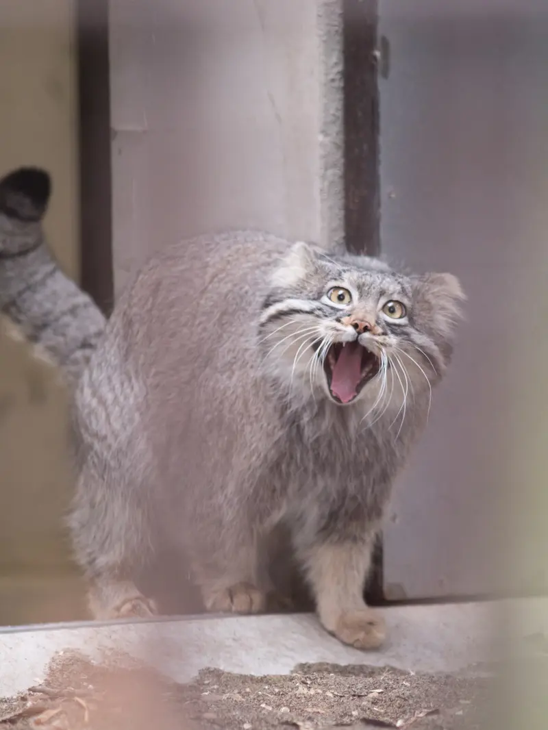 A photograph of Figa in Nogeyama Zoo