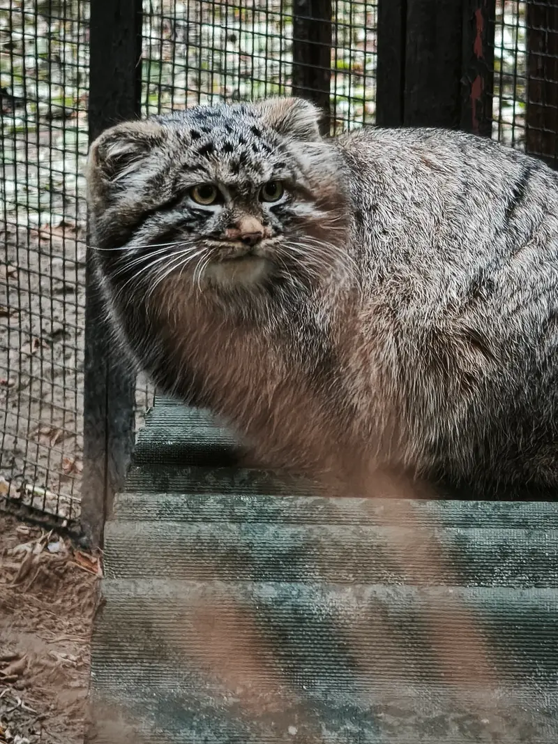 A photograph of Son of Adele b.2026 Ⅰ in Novosibirsk Zoo