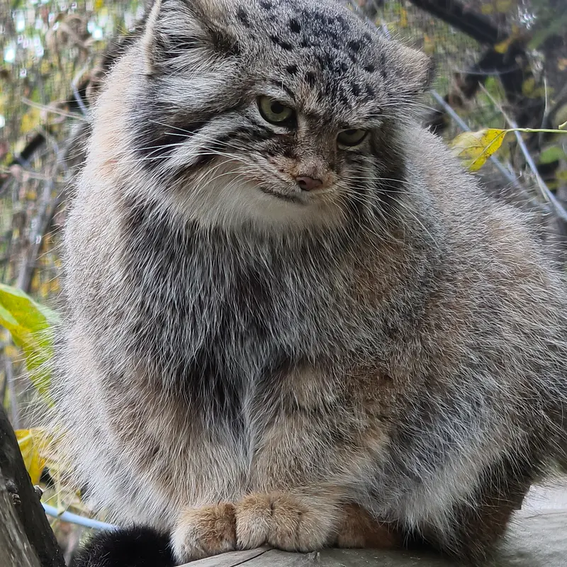 A photograph of Eve in Novosibirsk Zoo
