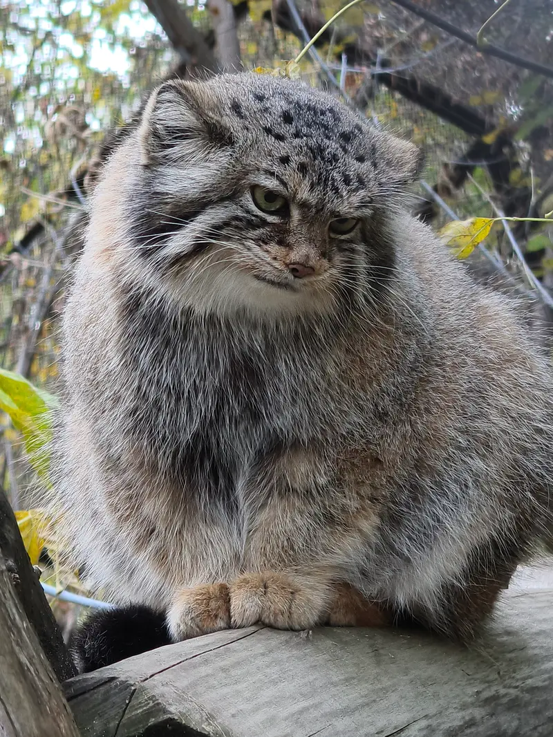 A photograph of Eve in Novosibirsk Zoo