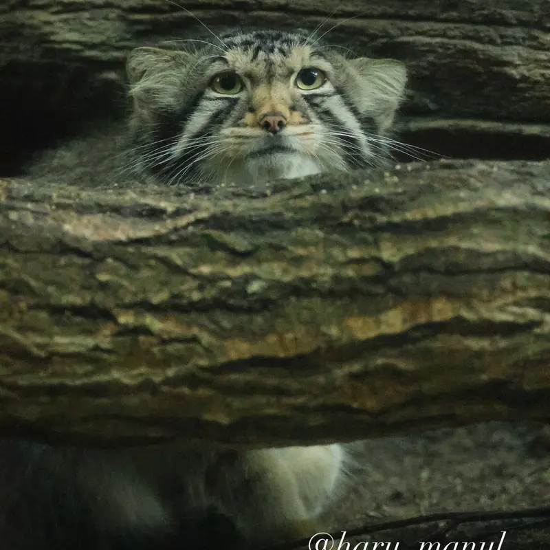 A photograph of Nagomu in Nasu Animal Kingdom