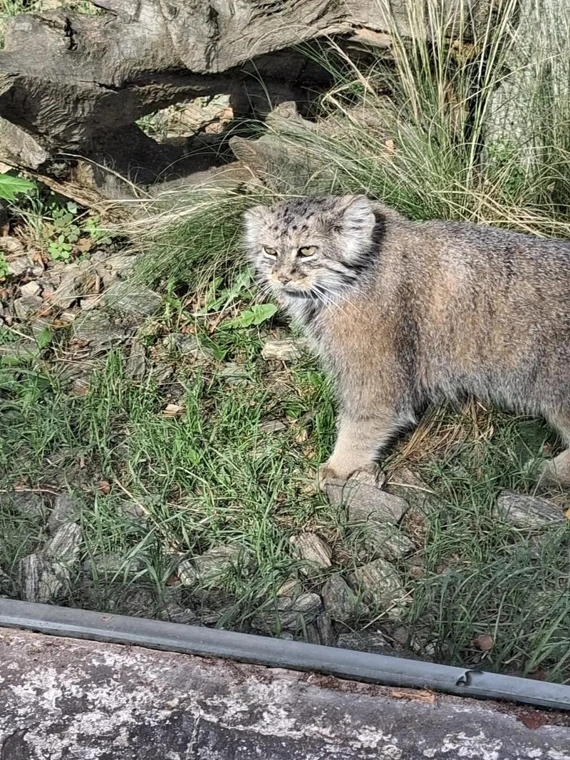 A photograph of a Pallas's cat