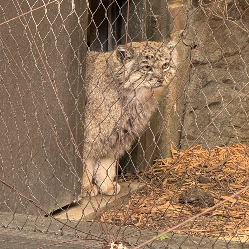 A photograph of Batu in Prospect Park Zoo