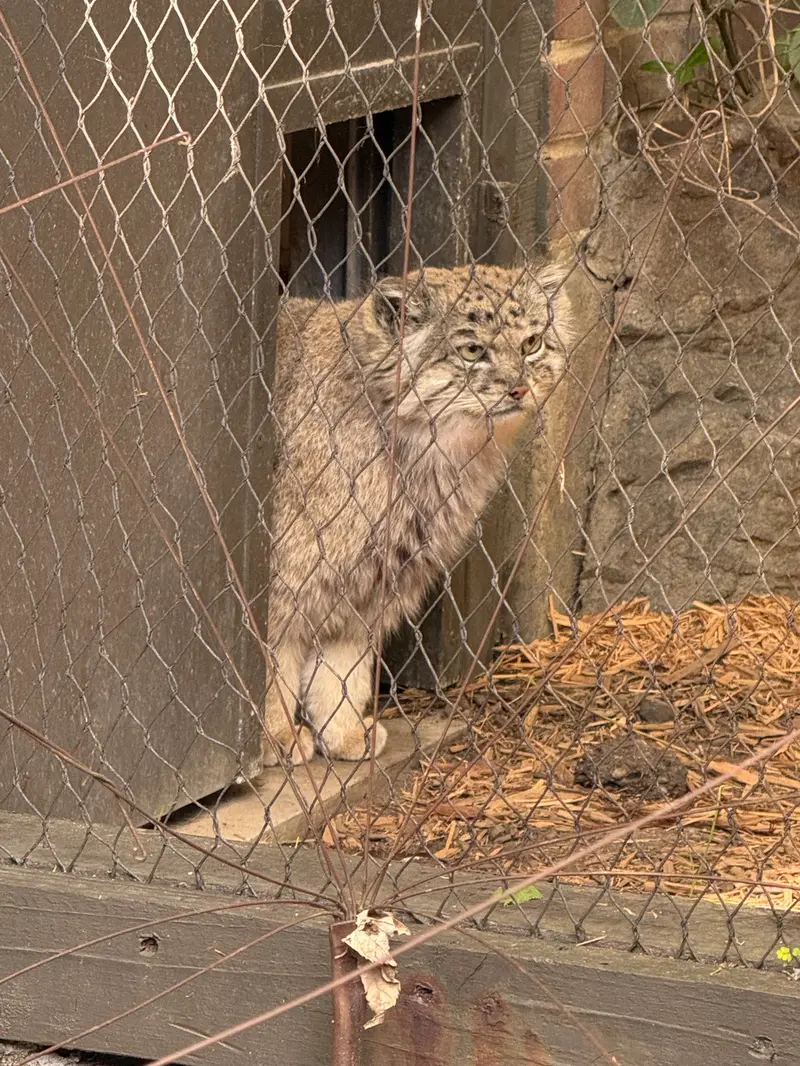 A photograph of Batu in Prospect Park Zoo