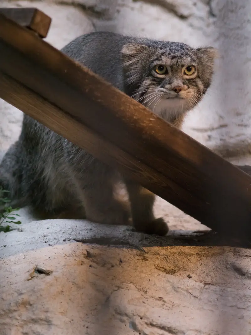A photograph of Figa in Nogeyama Zoo