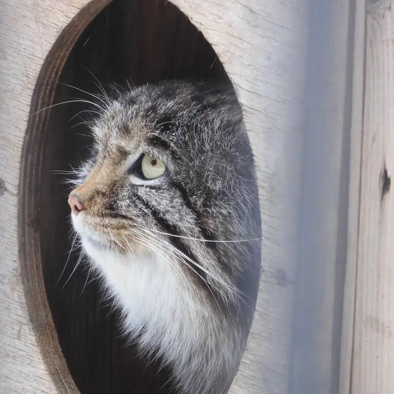 A photograph of Grey in Novosibirsk Zoo