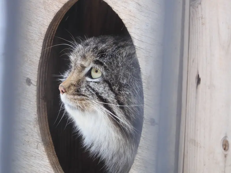 A photograph of Grey in Novosibirsk Zoo