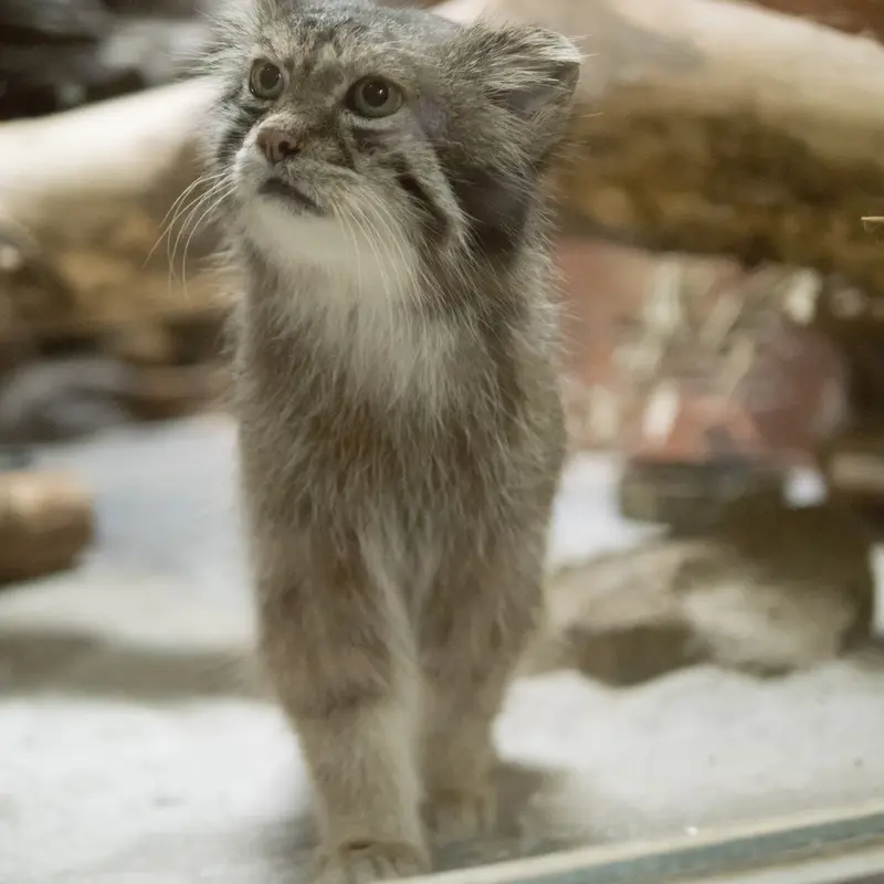 A photograph of Klyon in Ueno Zoological Gardens