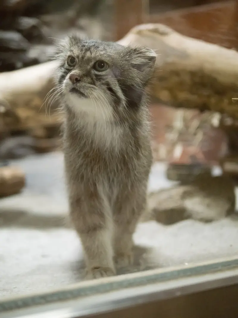 A photograph of Klyon in Ueno Zoological Gardens