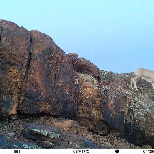 A photograph of Argali from Aktas-Kunkora camera trap