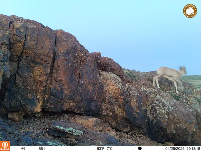 A photograph of Argali from Aktas-Kunkora camera trap