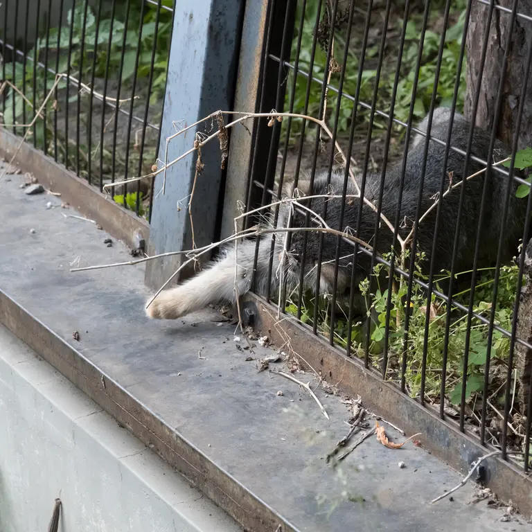 A photograph of Hide in Asahiyama Zoo