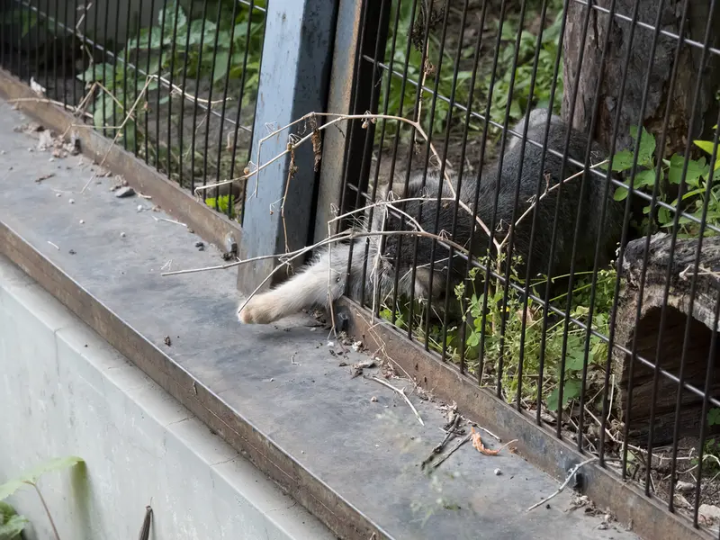 A photograph of Hide in Asahiyama Zoo