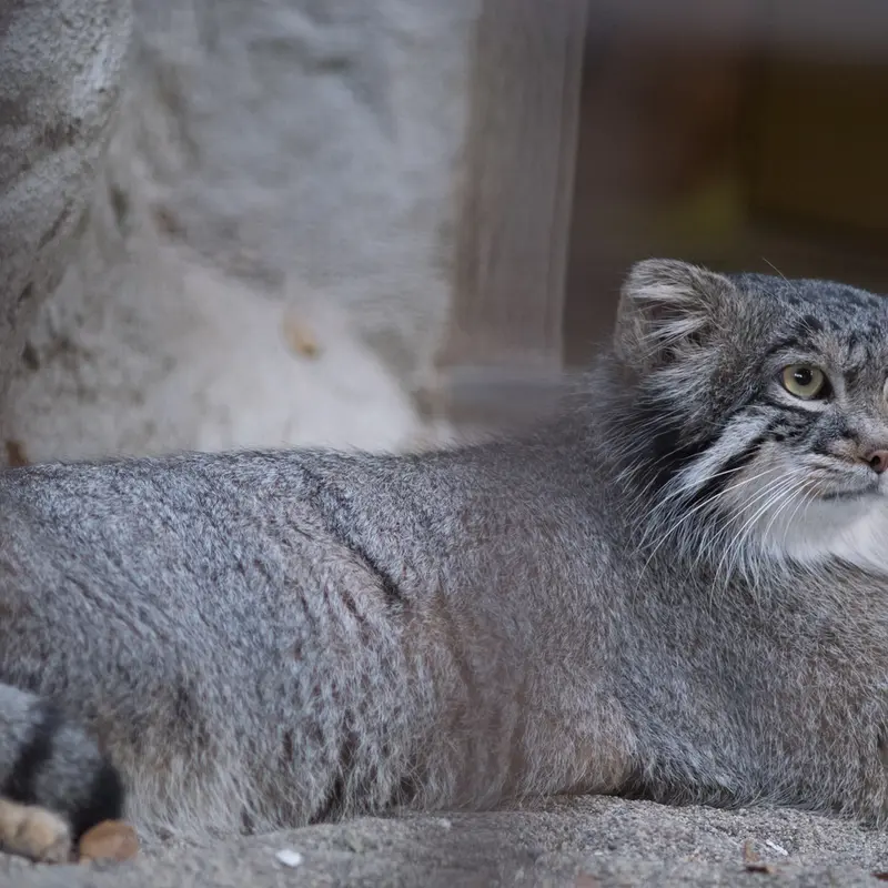 A photograph of Figa in Nogeyama Zoo