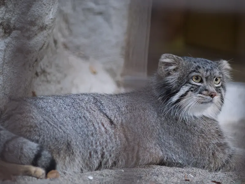 A photograph of Figa in Nogeyama Zoo