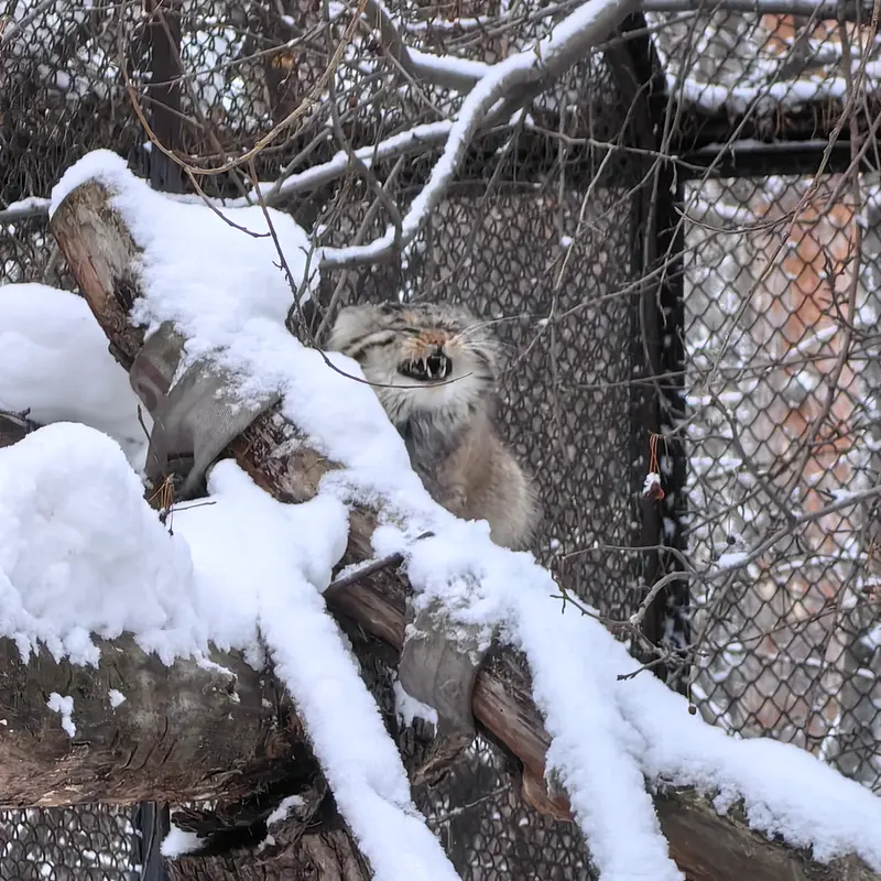 A photograph of Achi in Novosibirsk Zoo